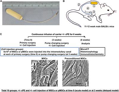 Different Effects of Intramedullary Injection of Mesenchymal Stem Cells During the Acute vs. Chronic Inflammatory Phase on Bone Healing in the Murine Continuous Polyethylene Particle Infusion Model